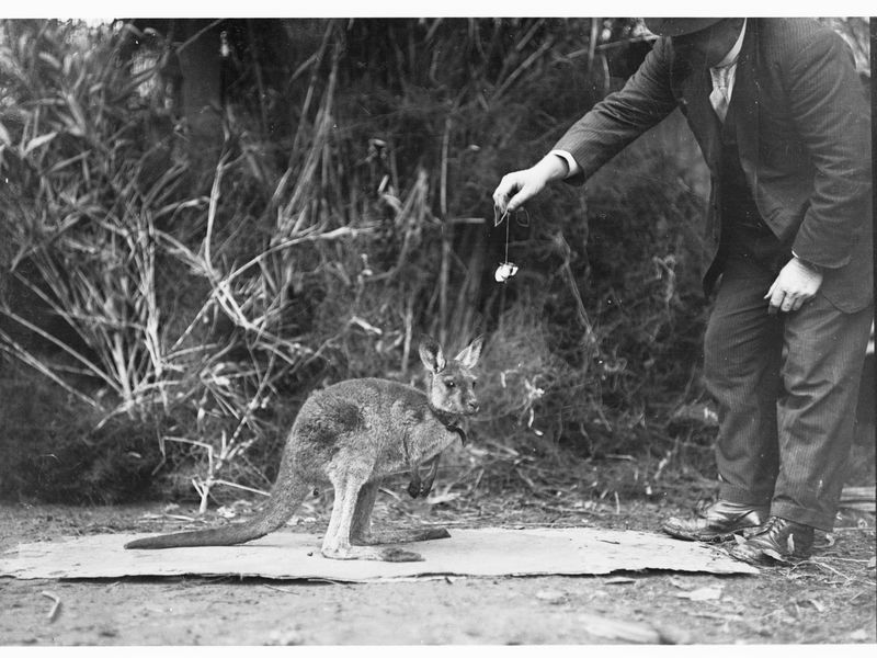 Man_feeding_a_wallaby_GN13748_