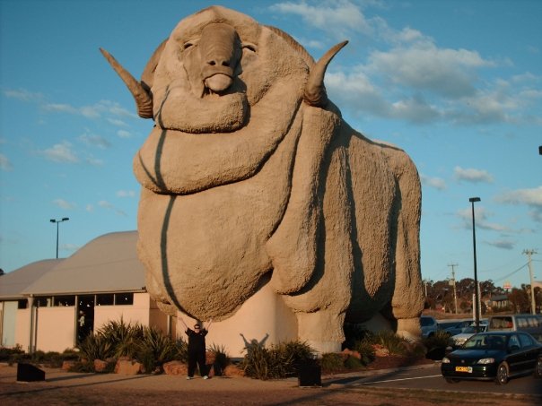 The_Big_Merino