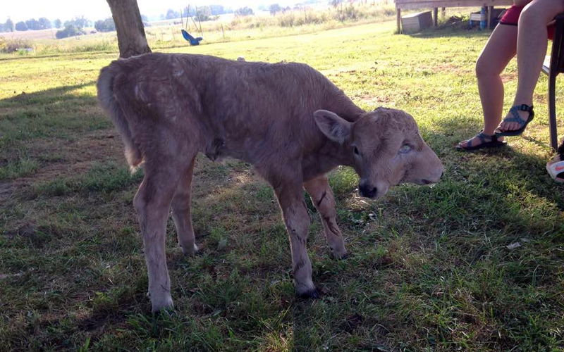 Lucky_the_Two_Headed_Calf