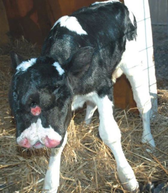 Lucky_the_Two_Headed_Calf_1