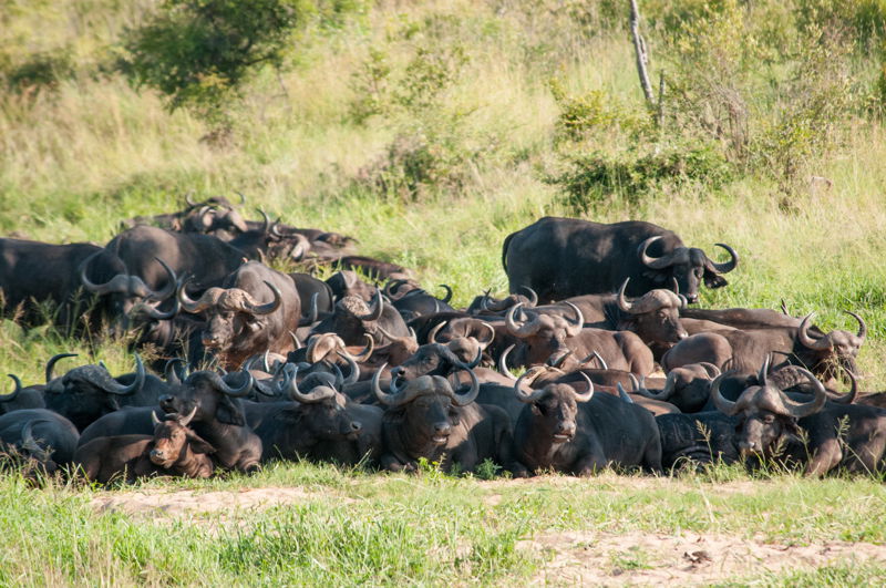 Buffalo_herd__7281512670_