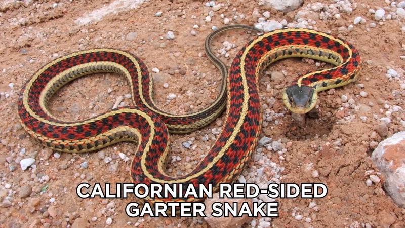 California_red-sided_garter_snake