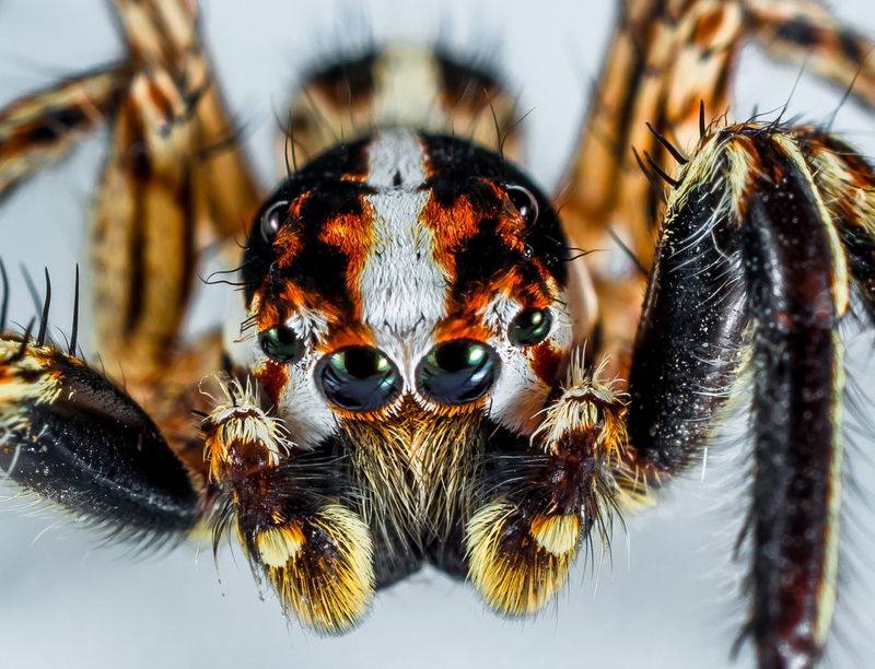 brazillian_wandering_spider