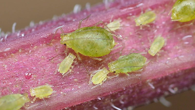 aphids