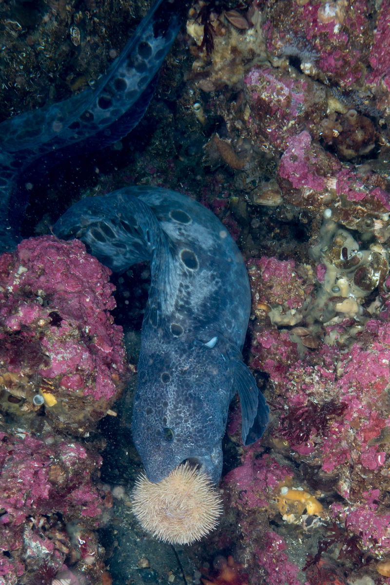 Wolf_eel_eating_a_sea_urchin