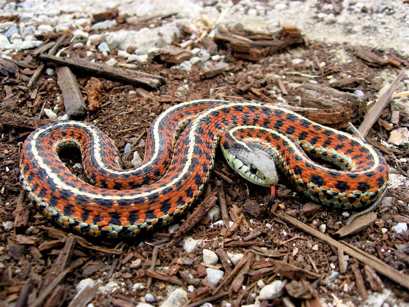 Coast_Garter_Snake