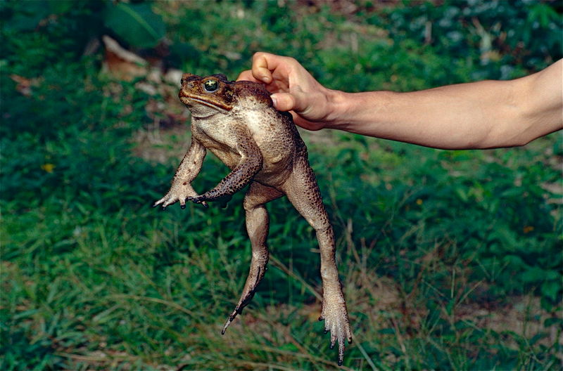 Cane_Toad__Rhinella_marina__adult_female__10385875716_