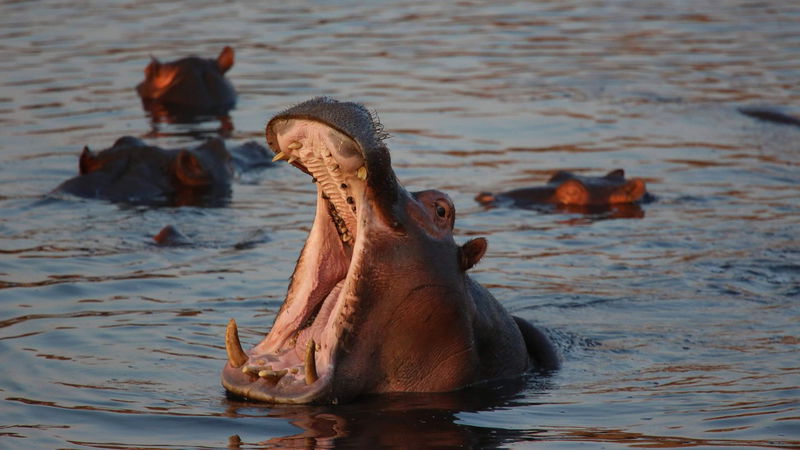 Hungry_Hungry_Hippo