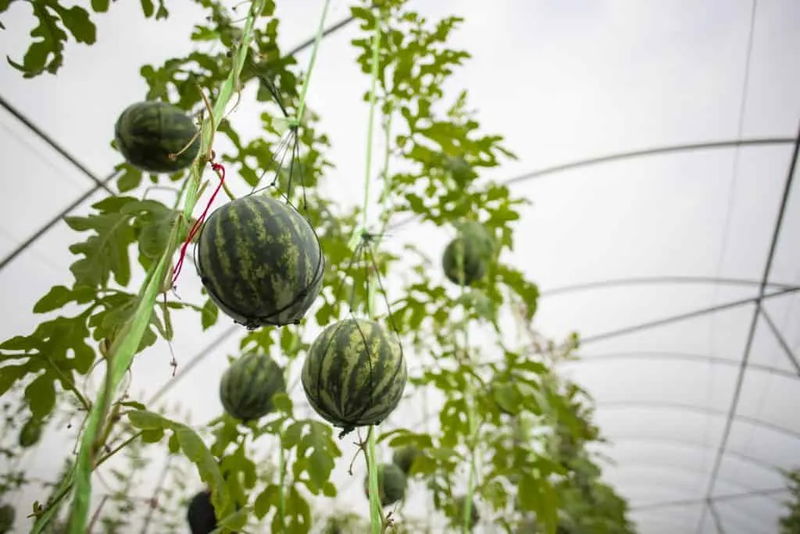 watermelon_on_archway