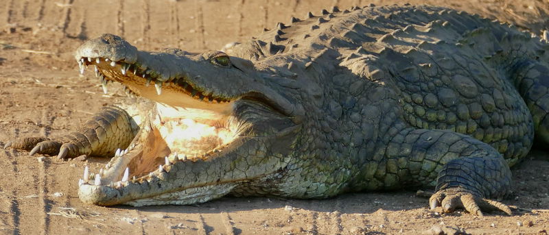 Nile_Crocodile__Crocodylus_niloticus__thermoregulating_...__51873691926_