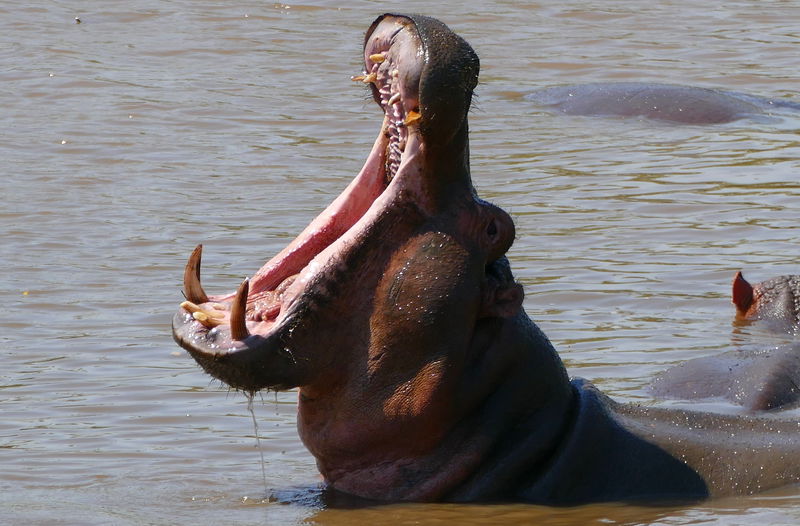 Hippo__Hippopotamus_amphibius___31034860102_