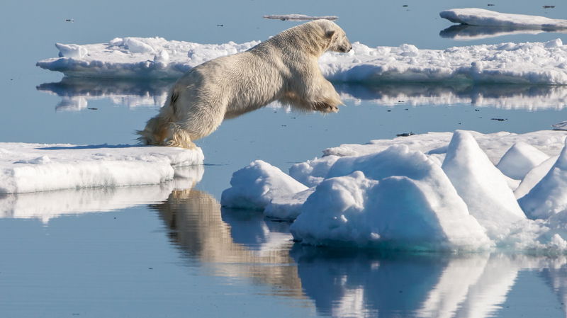 Polar_bear__Ursus_maritimus__in_the_drift_ice_region_north_of_Svalbard