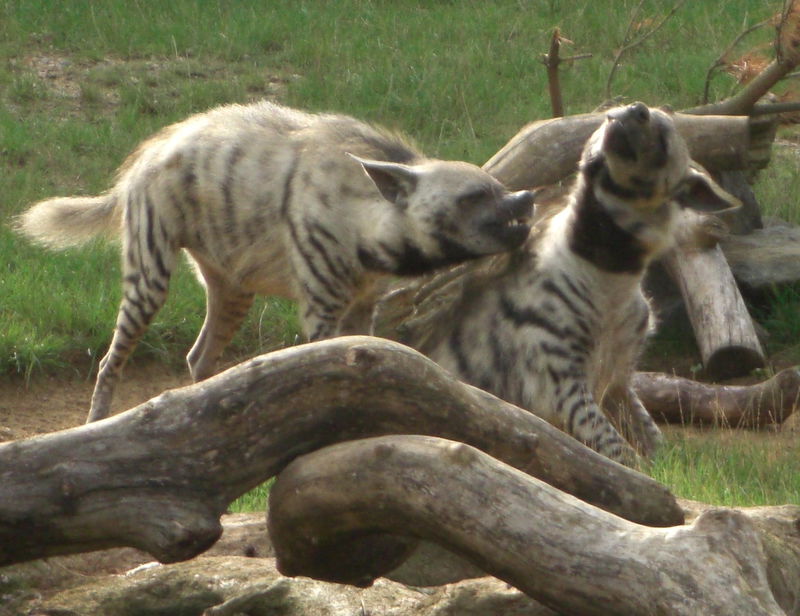 Striped_hyenas_fighting