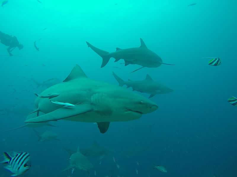 Carcharhinus_leucas_beqa