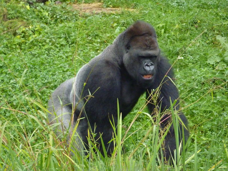 Wilhelma_Gorilla_im_Gras