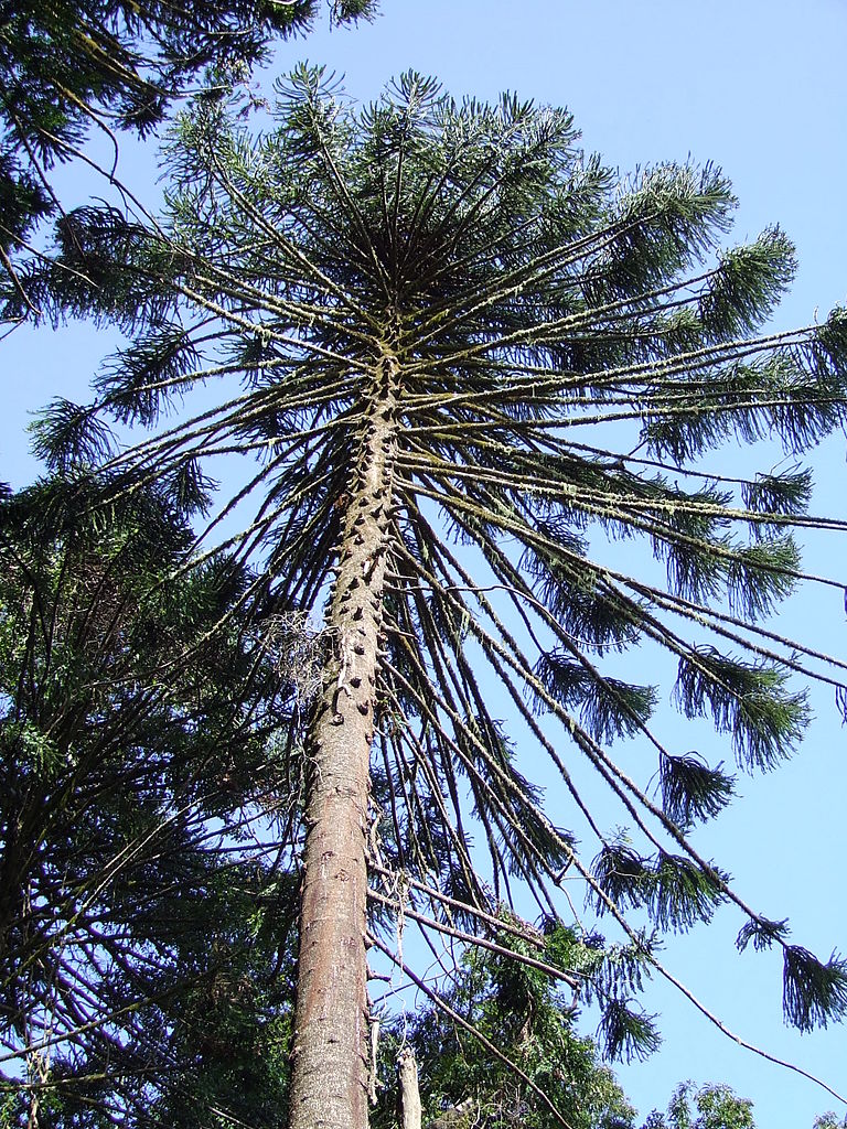 Bunya_Pine