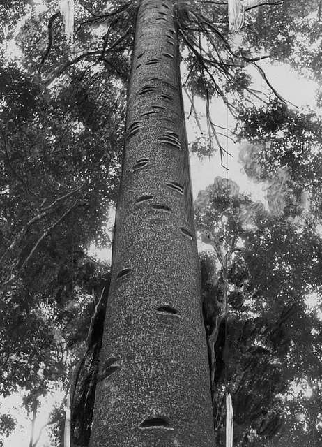 statelibqld-2-393809-old-bunya-tree-marked-with-foot-and-hand-holds