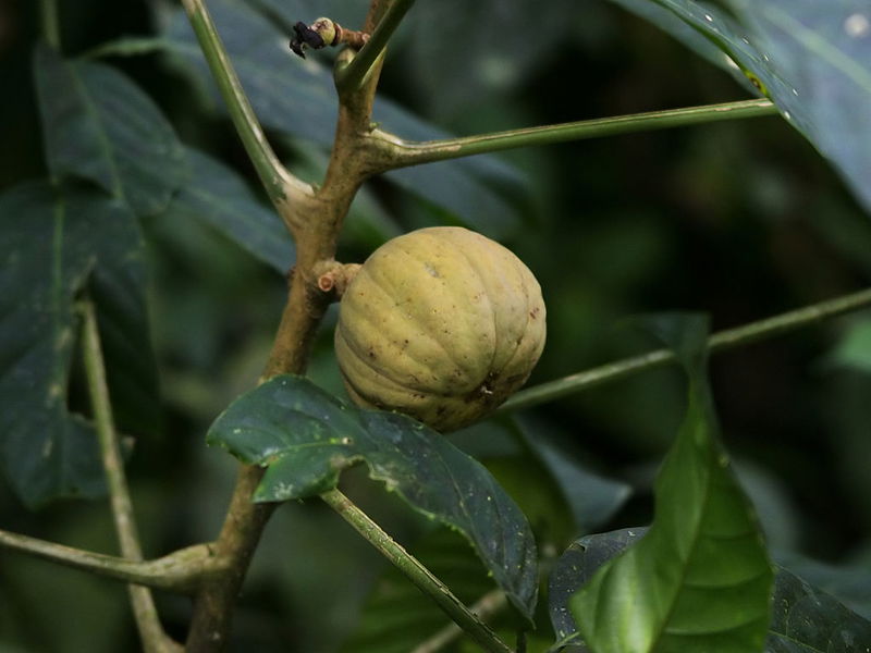 Sandbox_Tree_fruit