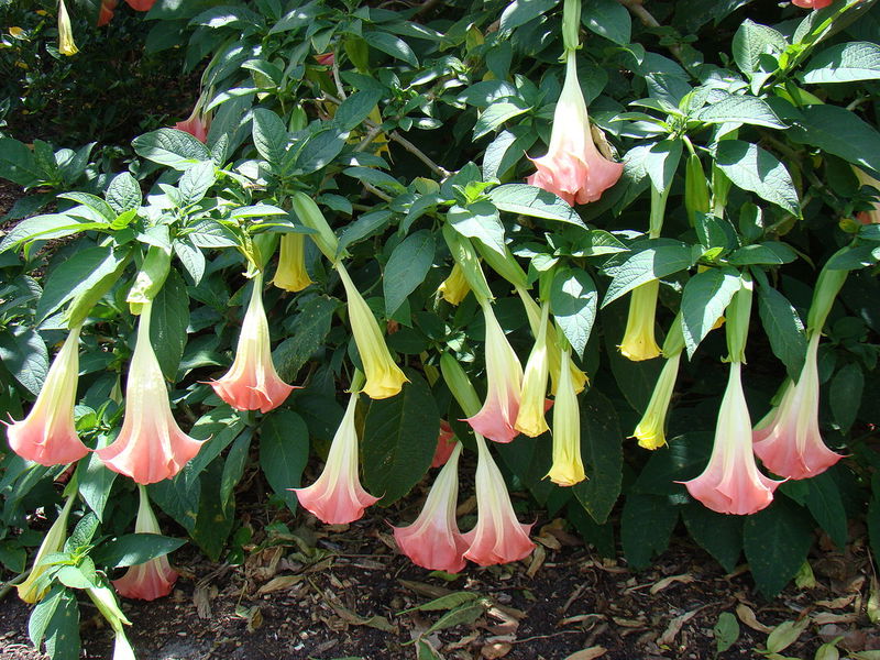 AngelTrumpet