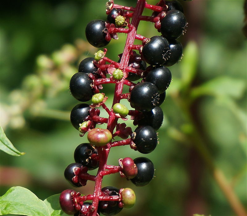 ripe-pokeweed-berries