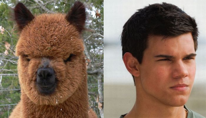 Taylor_Lautner_