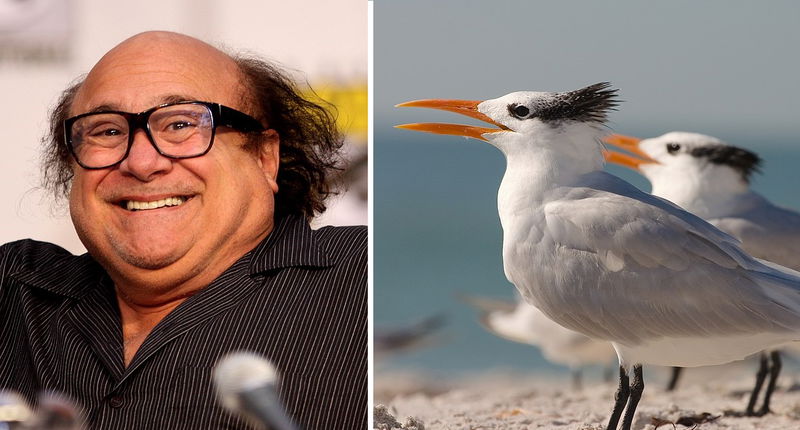 Danny_DeVito___s_