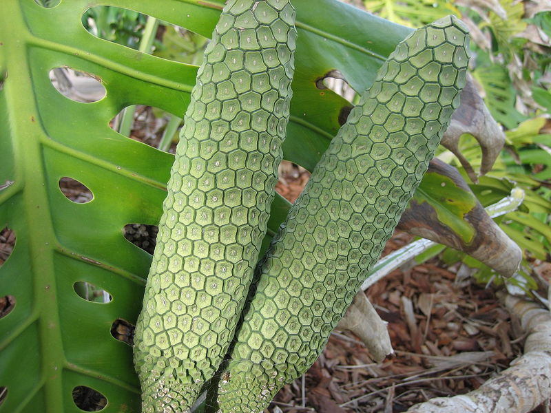 MONSTERA_DELICIOSA