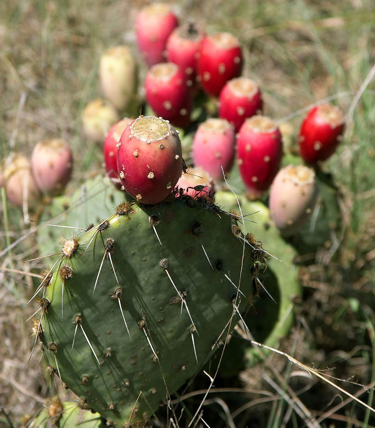 cactus