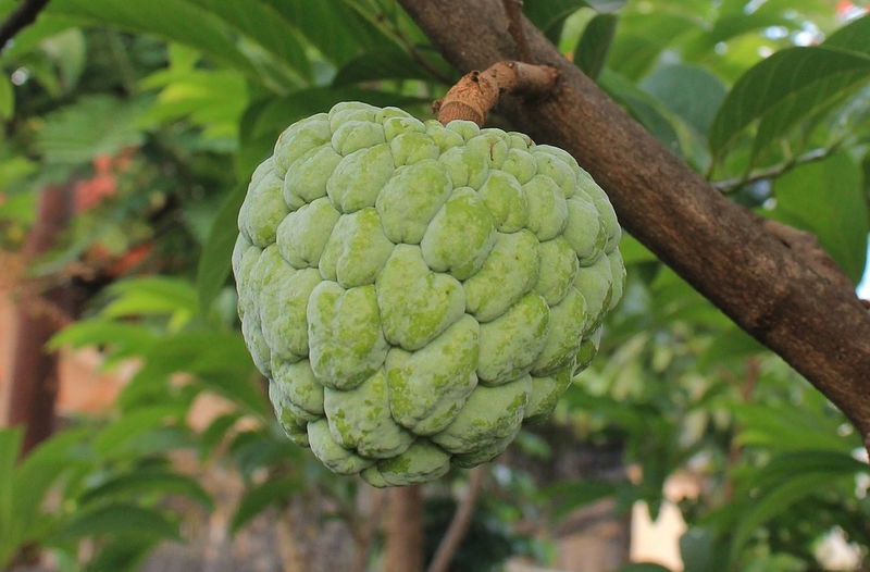 CHERIMOYA