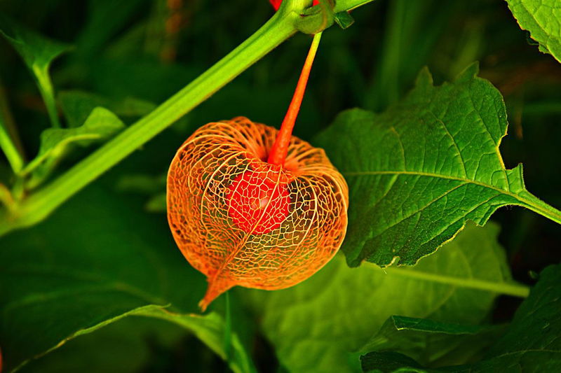 PHYSALIS