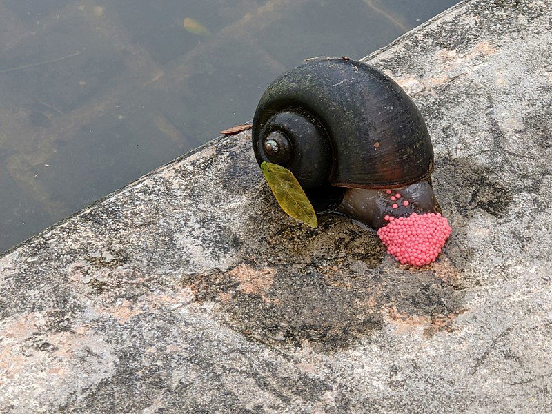 800px-Golden_apple_snail_laying_eggs__Singapore