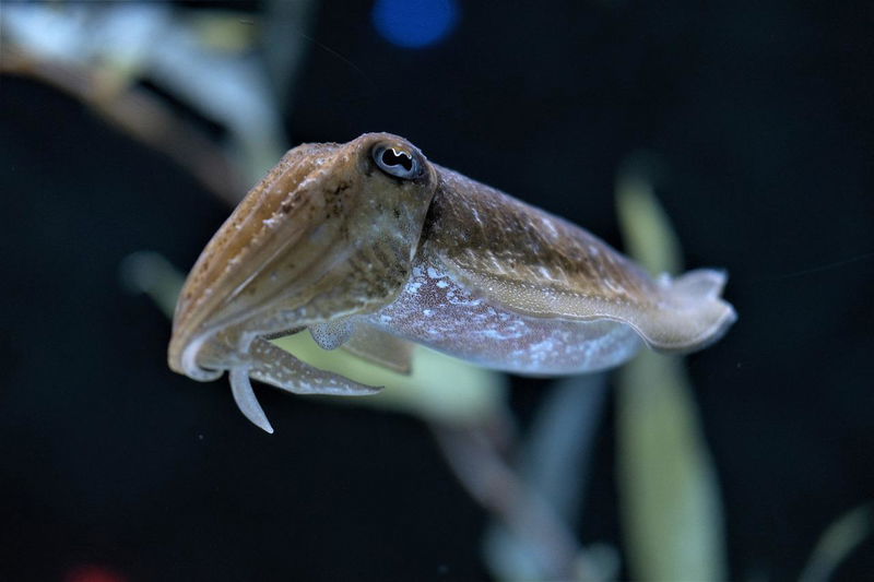 18._Male_Cuttlefish_