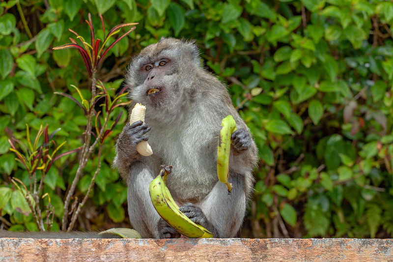 11._Indonesian_Temple_Macaques_