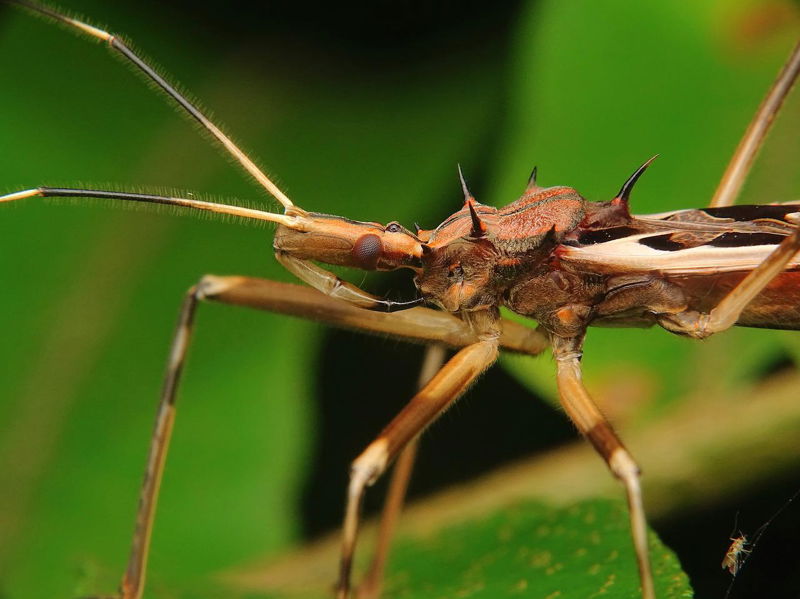 10._The_Assassin_Bug____The_Vampire___