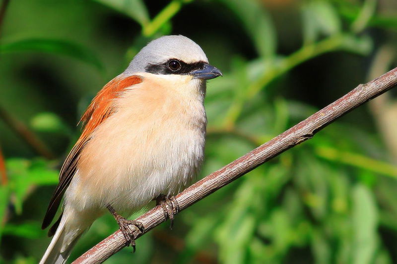 3._Shrike