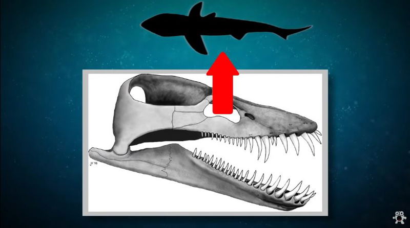 Liopleurodon_2