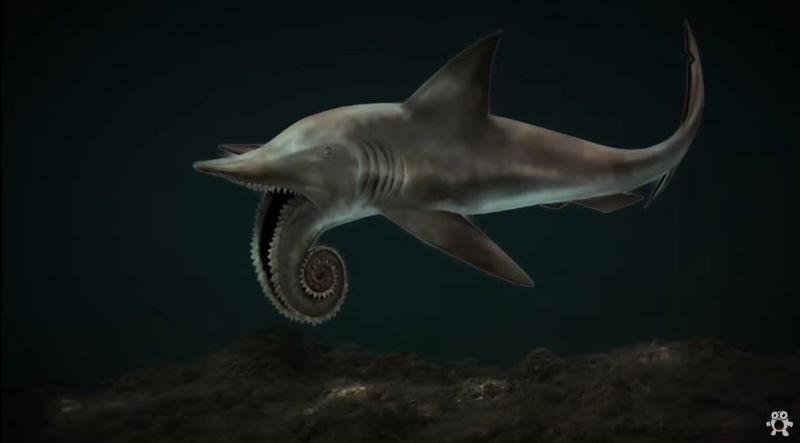 Helicoprion