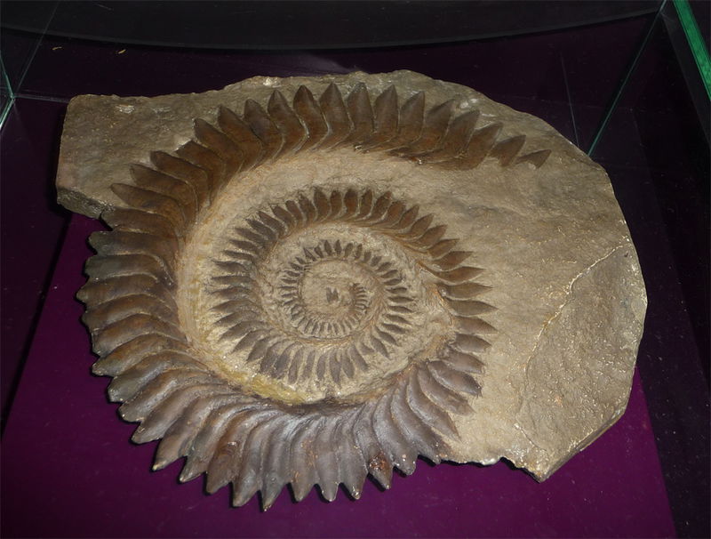 Helicoprion_1