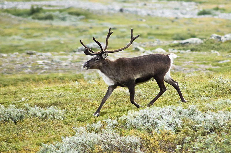 antler raindeer