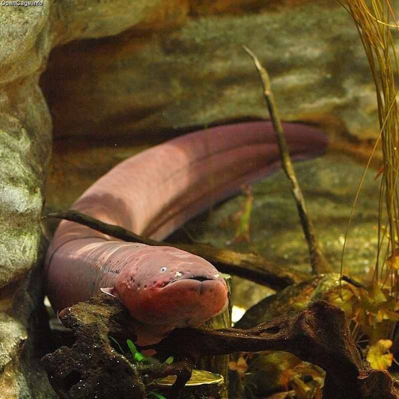 Electric_eel_Electrophorus_electricus