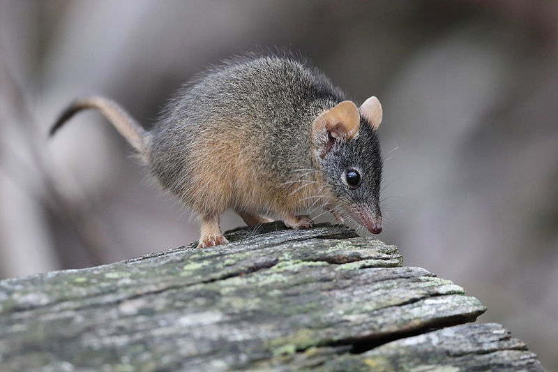 Yellow-footed_Antechinus