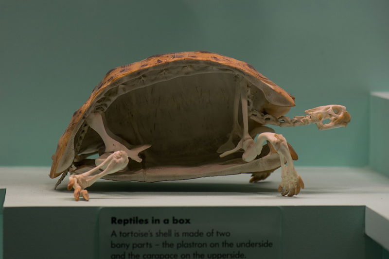 turtle skeleton