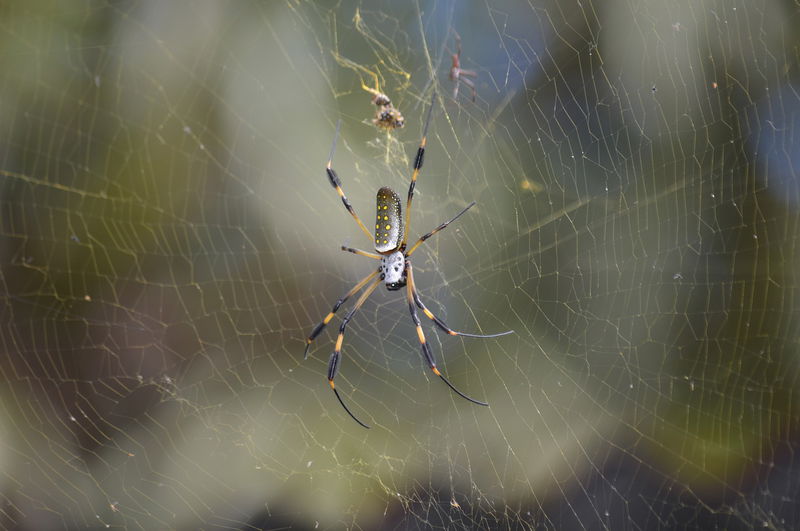 7._Golden_Orb-weavers_