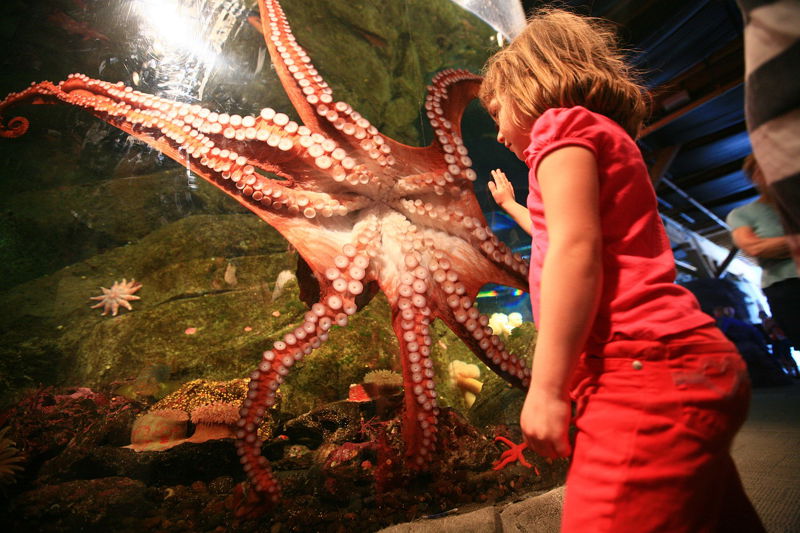 18._Giant_Pacific_Octopus