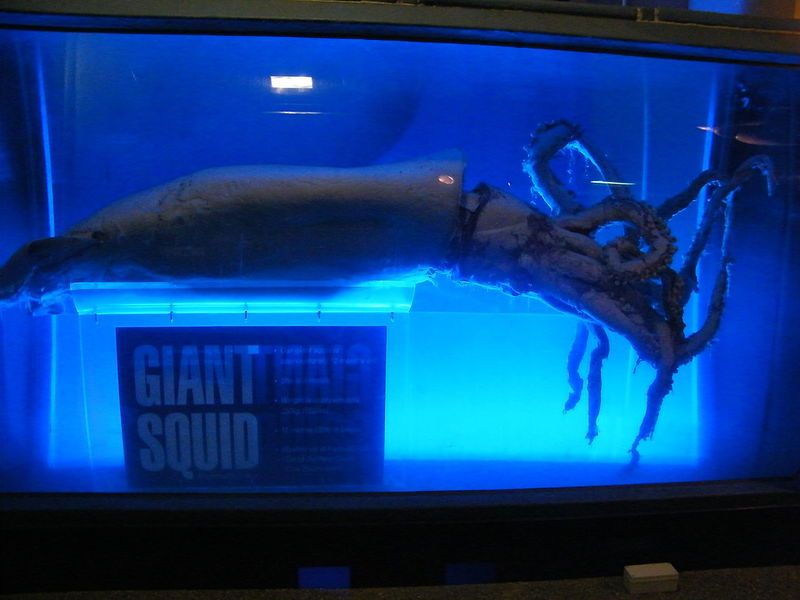 16._Giant_Squid