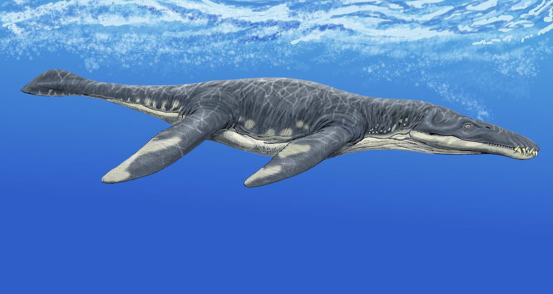 12._Liopleurodon