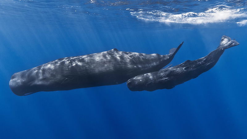 5._Sperm_Whale