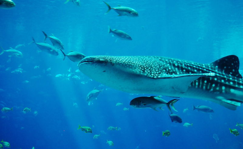 6._Whale_Shark