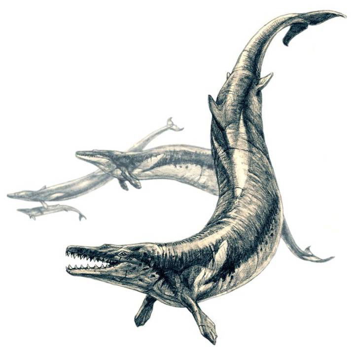 4._Basilosaurus