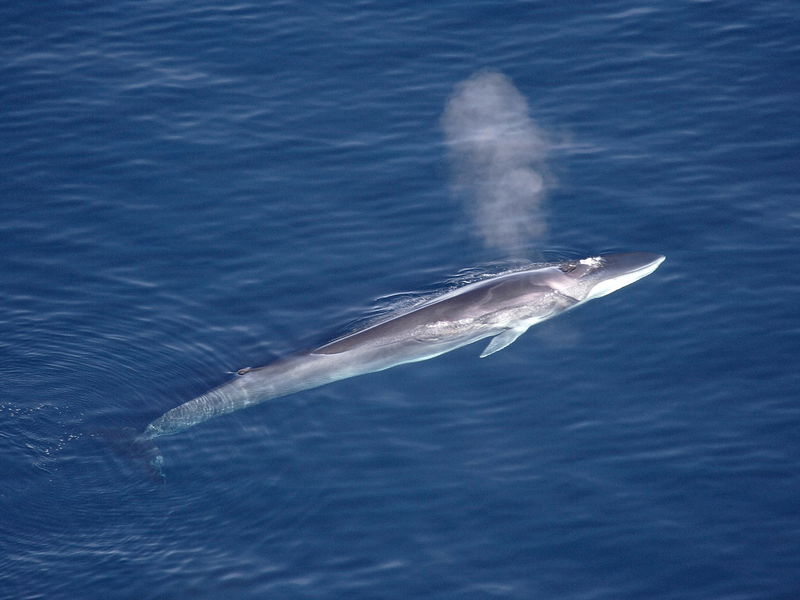 3._Fin_Whale